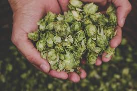 What Are Hops In Beer? – Taps Beer Bar